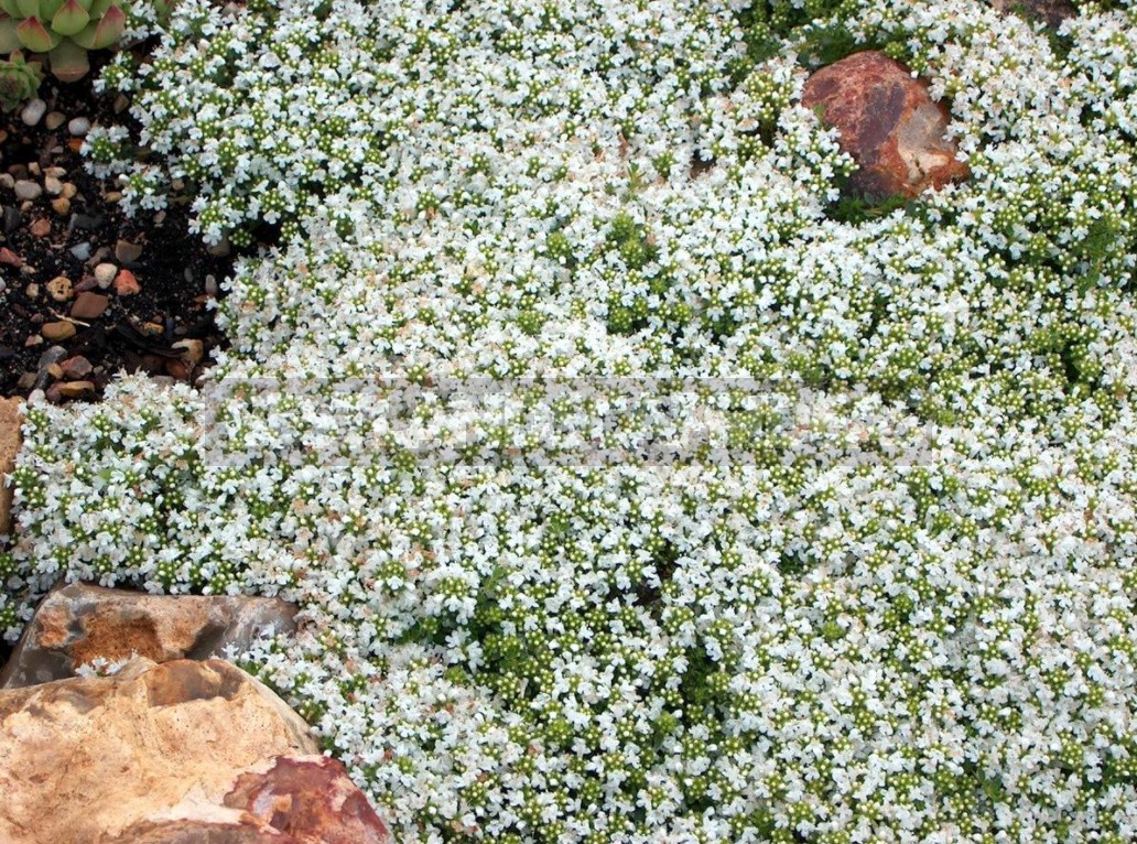Белые почвопокровные цветы названия и фото
