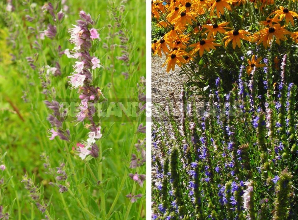 Garden Of Herbs: We Select Plants (Part 2)