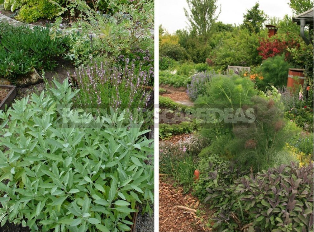 Garden Of Herbs: We Select Plants (Part 2)