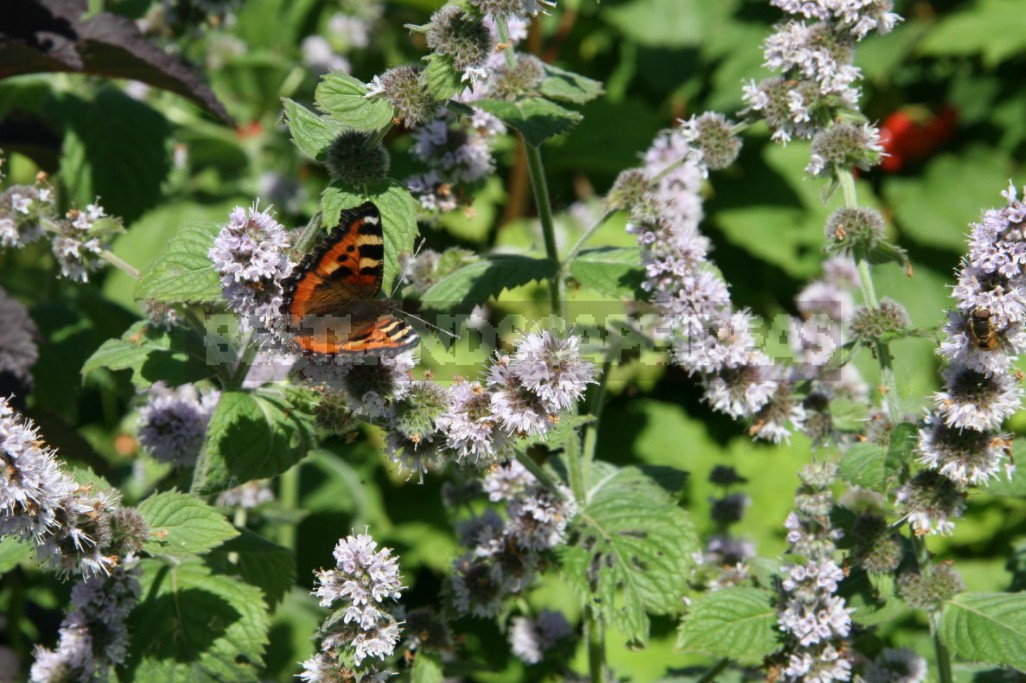 Garden Of Herbs: We Select Plants (Part 1)