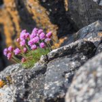 How To Build An Alpine Slide: 6 Original Ideas