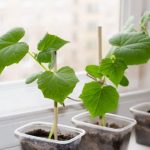 How To Grow Cucumbers On The Windowsill: Your Actions From Sowing To Harvesting (Part 2)