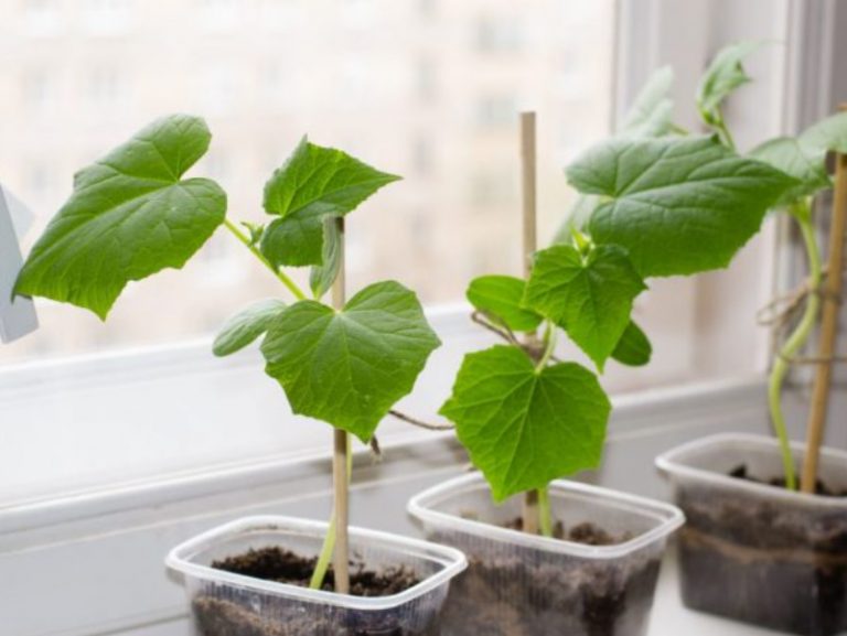 How To Grow Cucumbers On The Windowsill: Your Actions From Sowing To ...