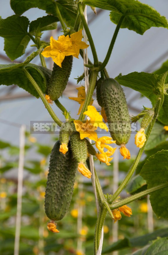 How To Grow Cucumbers On The Windowsill: Your Actions From Sowing To Harvesting (Part 2)