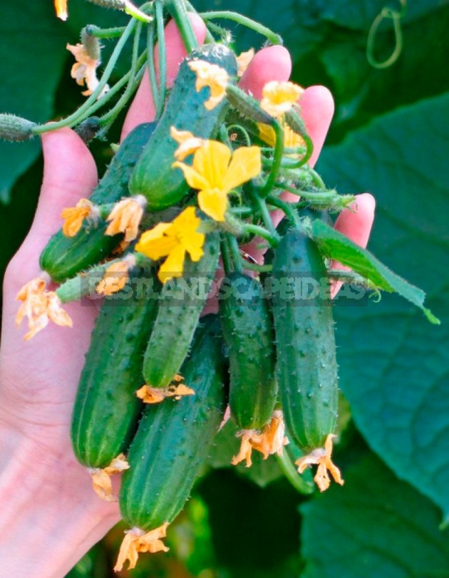 How To Grow Cucumbers On The Windowsill: Your Actions From Sowing To Harvesting (Part 1)