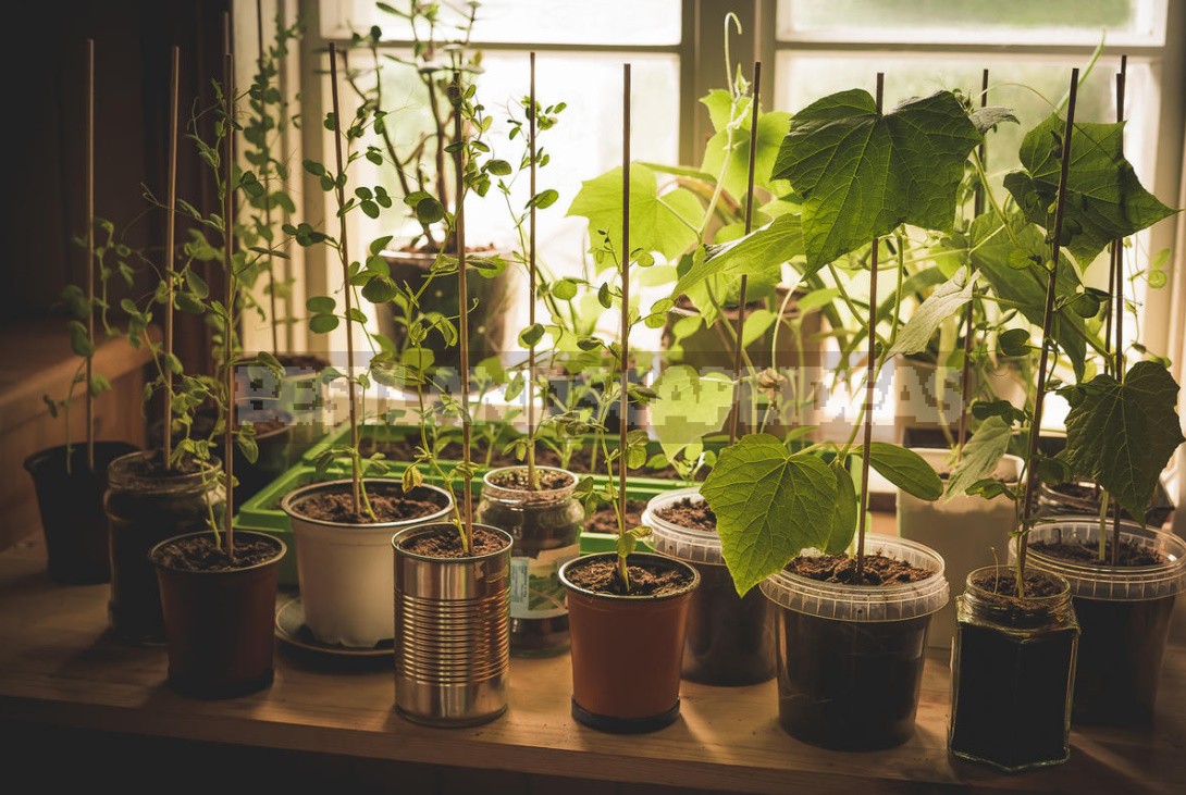 How To Grow Cucumbers On The Windowsill: Your Actions From Sowing To Harvesting (Part 1)