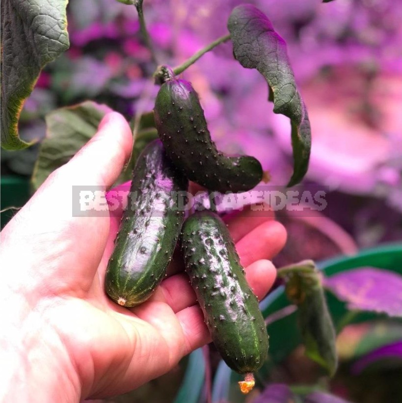 How To Grow Cucumbers On The Windowsill: Your Actions From Sowing To Harvesting (Part 1)