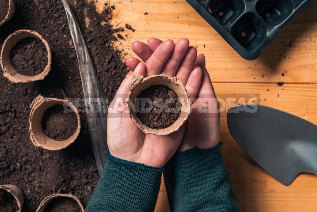 How To Grow Cucumbers On The Windowsill: Your Actions From Sowing To Harvesting (Part 1)