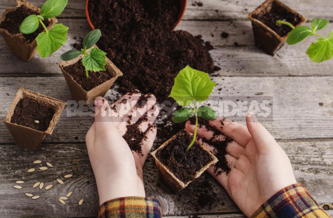 How To Grow Cucumbers On The Windowsill: Your Actions From Sowing To Harvesting (Part 1)