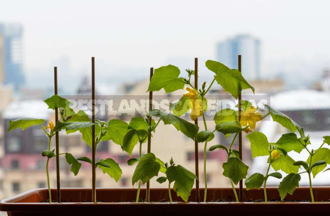 How To Grow Cucumbers On The Windowsill: Your Actions From Sowing To Harvesting (Part 1)