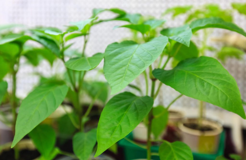 How To Make a Powerful Illumination For Seedlings