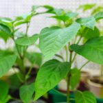 How To Make a Powerful Illumination For Seedlings