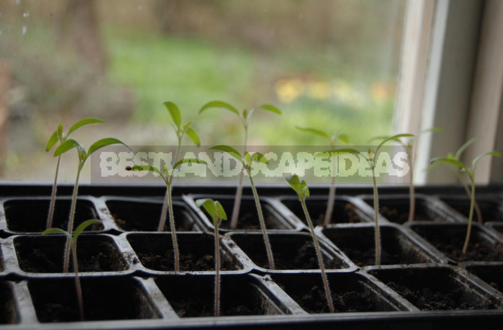 How To Make a Powerful Illumination For Seedlings