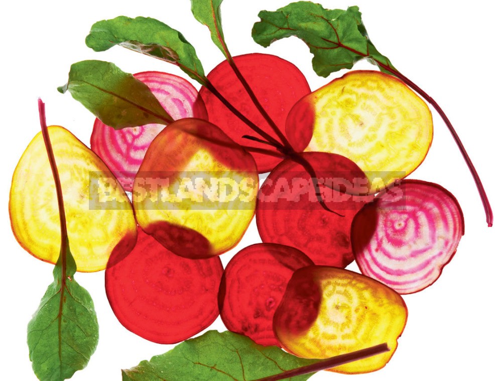 Multi-Colored Root Crop: Yellow, White And Striped Beets