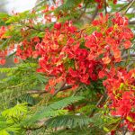 Rare Exotic Trees That Can Grow In The Middle Lane