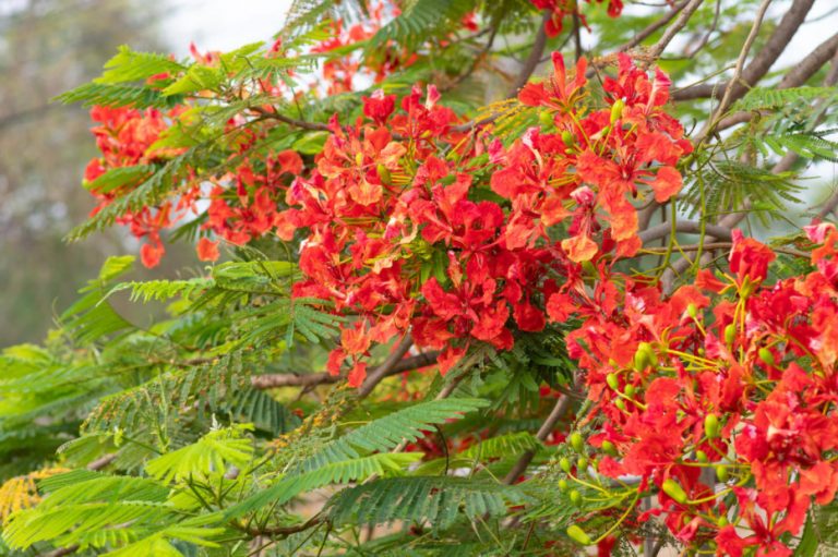 Rare Exotic Trees That Can Grow In The Middle Lane - Best Landscape Ideas