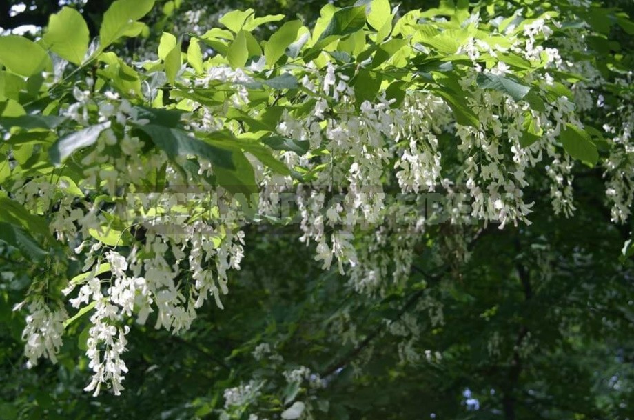 Rare Exotic Trees That Can Grow In The Middle Lane