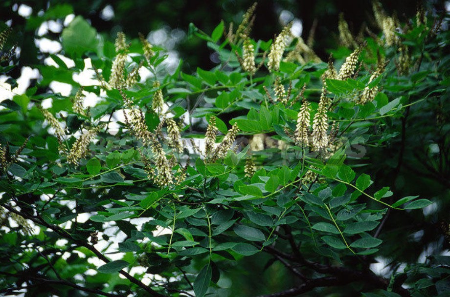 Rare Exotic Trees That Can Grow In The Middle Lane