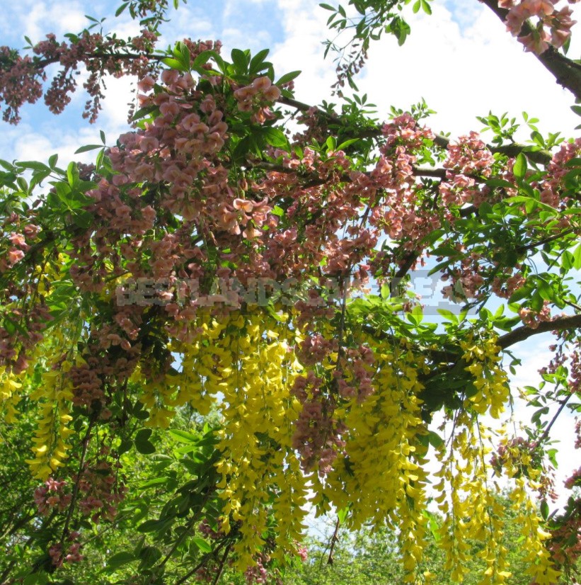 Rare Exotic Trees That Can Grow In The Middle Lane