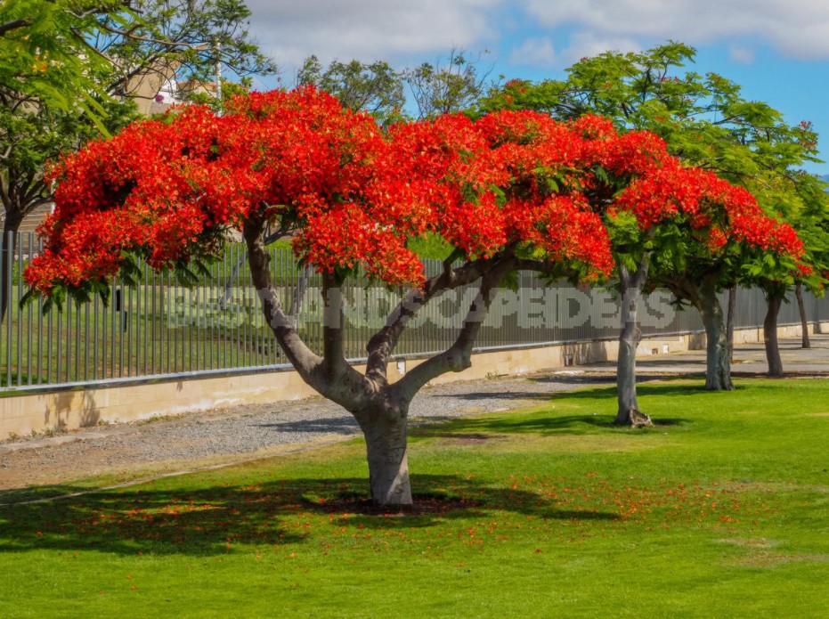 Rare Exotic Trees That Can Grow In The Middle Lane