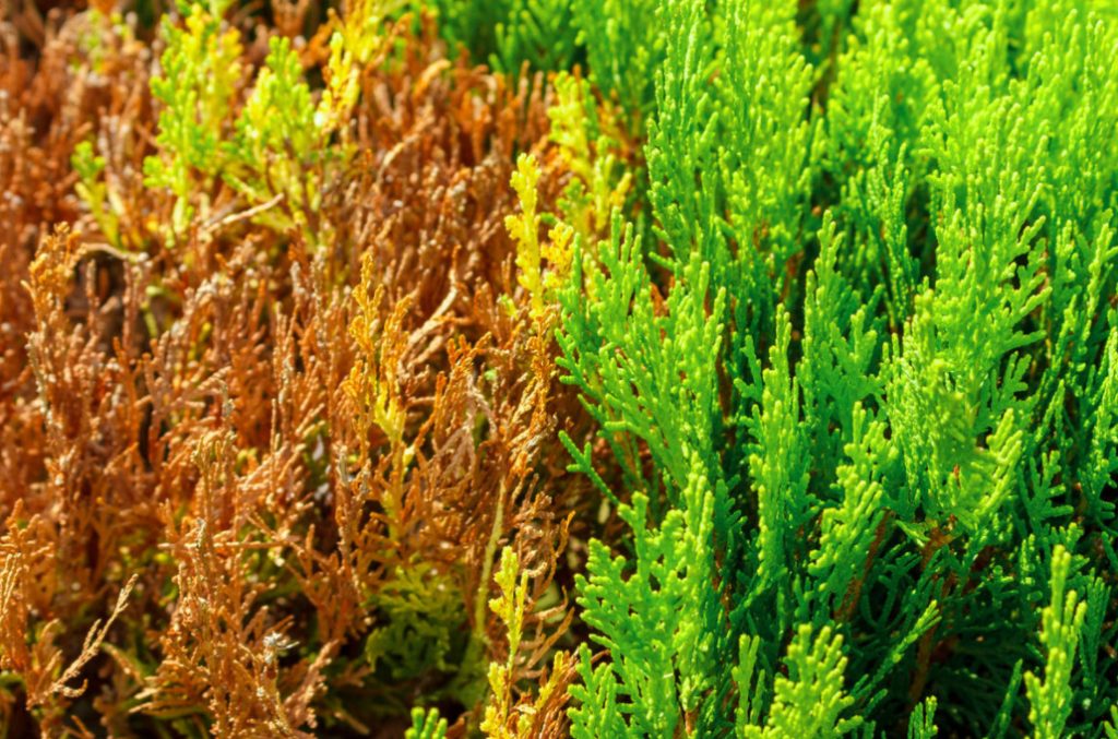 Six Reasons For The Yellowing Of Needles In Thuja
