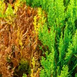 Six Reasons For The Yellowing Of Needles In Thuja
