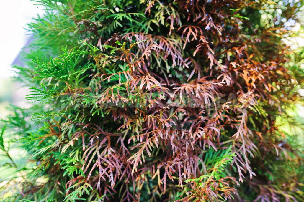 Six Reasons For The Yellowing Of Needles In Thuja