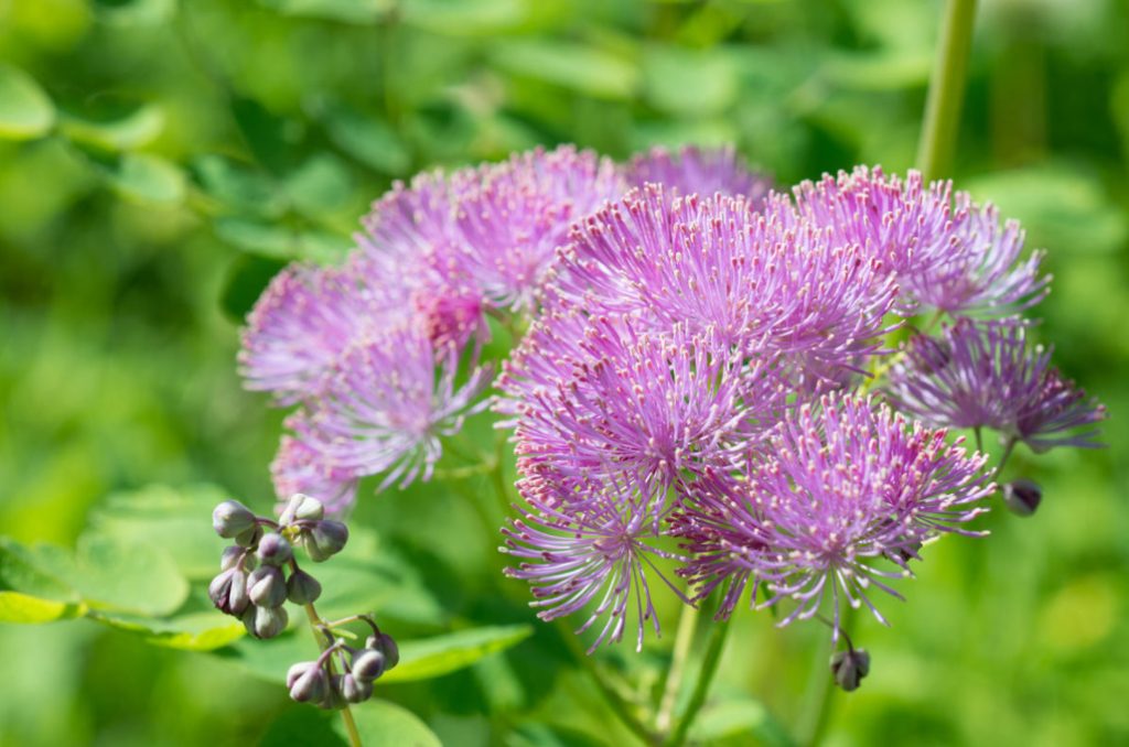 Thalictrum: Species And Varieties, Photos. Accommodation In The Garden (Part 1)