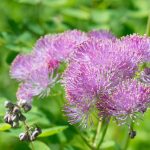 Thalictrum: Species And Varieties, Photos. Accommodation In The Garden (Part 1)