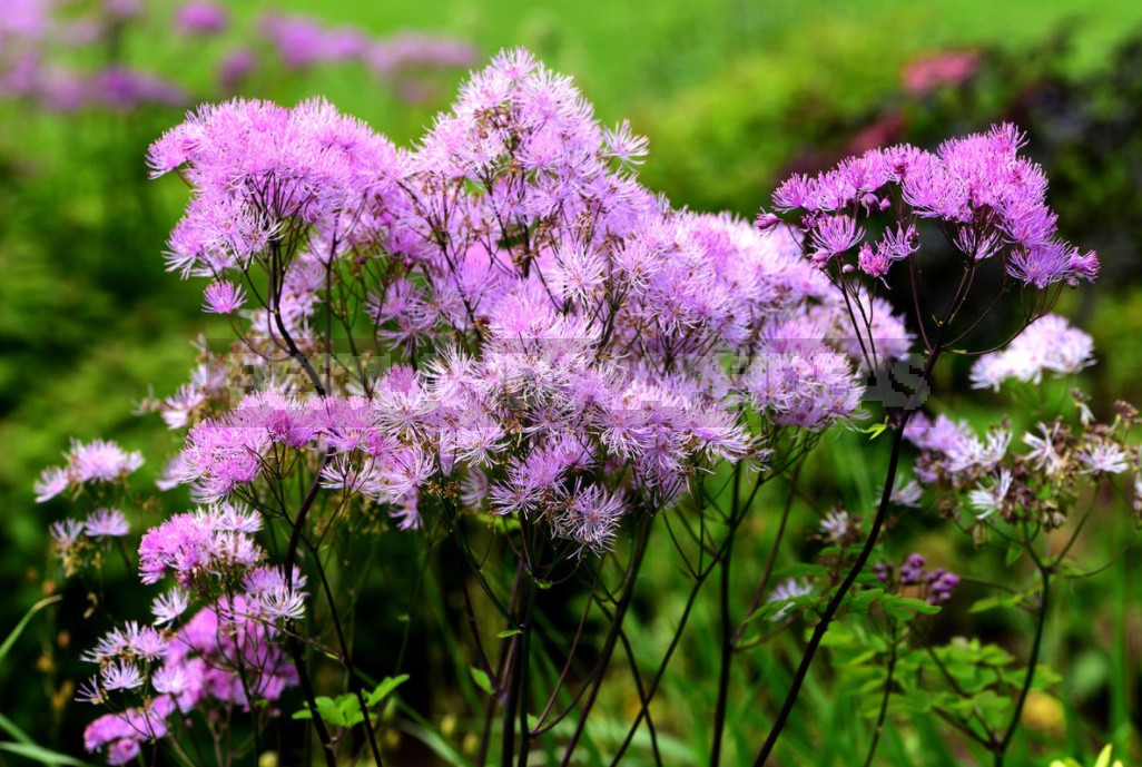 Thalictrum: Species And Varieties, Photos. Accommodation In The Garden (Part 2)