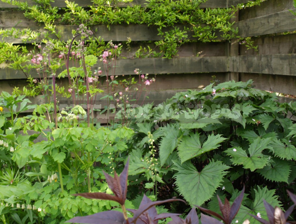 Thalictrum: Species And Varieties, Photos. Accommodation In The Garden (Part 2)