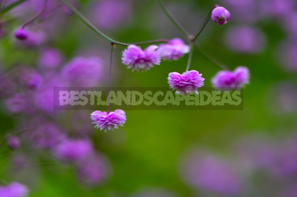 Thalictrum: Species And Varieties, Photos. Accommodation In The Garden (Part 1)