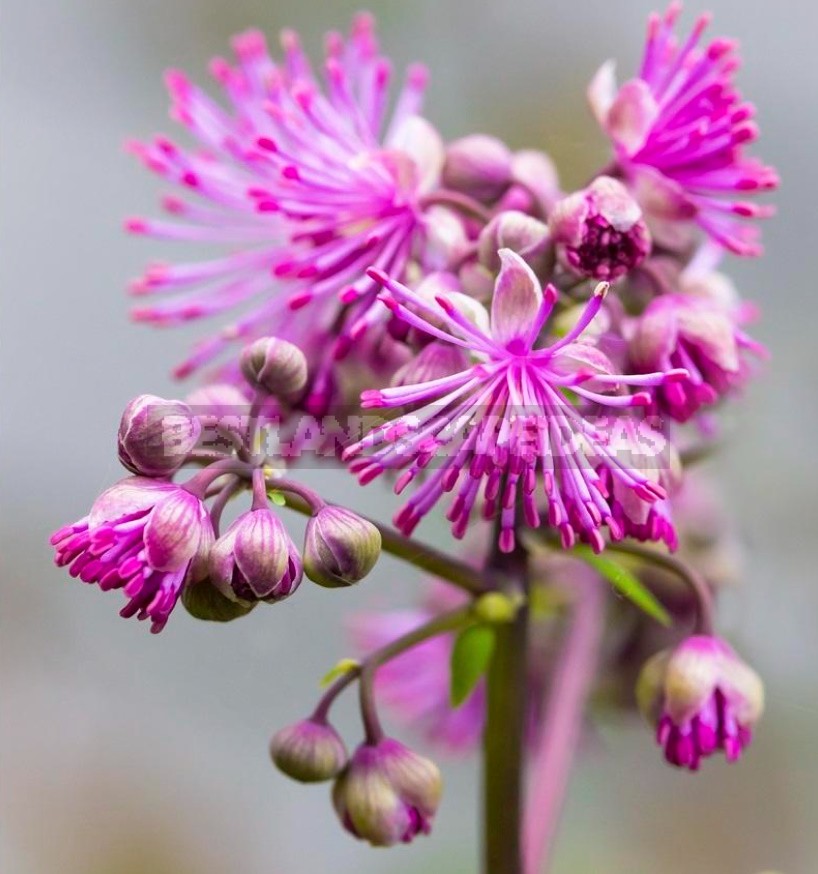 Thalictrum: Species And Varieties, Photos. Accommodation In The Garden (Part 1)