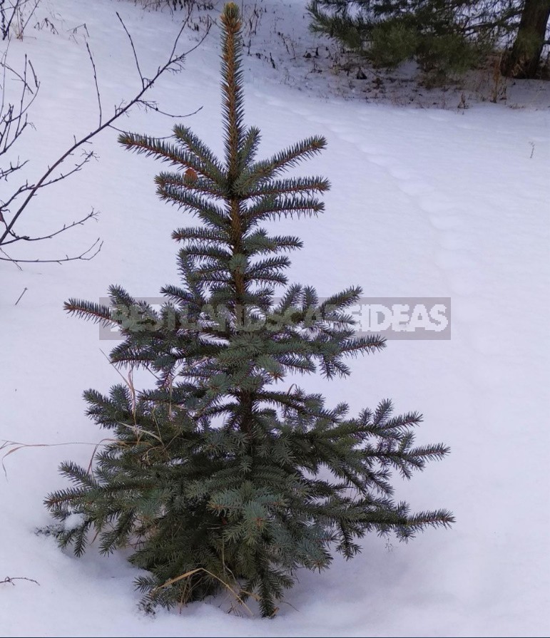 The Charm Of a Snow-Covered Garden: What Pleases Us In Winter