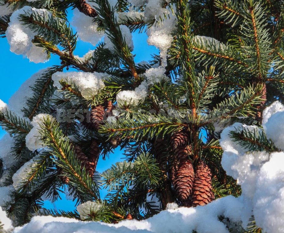 The Charm Of a Snow-Covered Garden: What Pleases Us In Winter