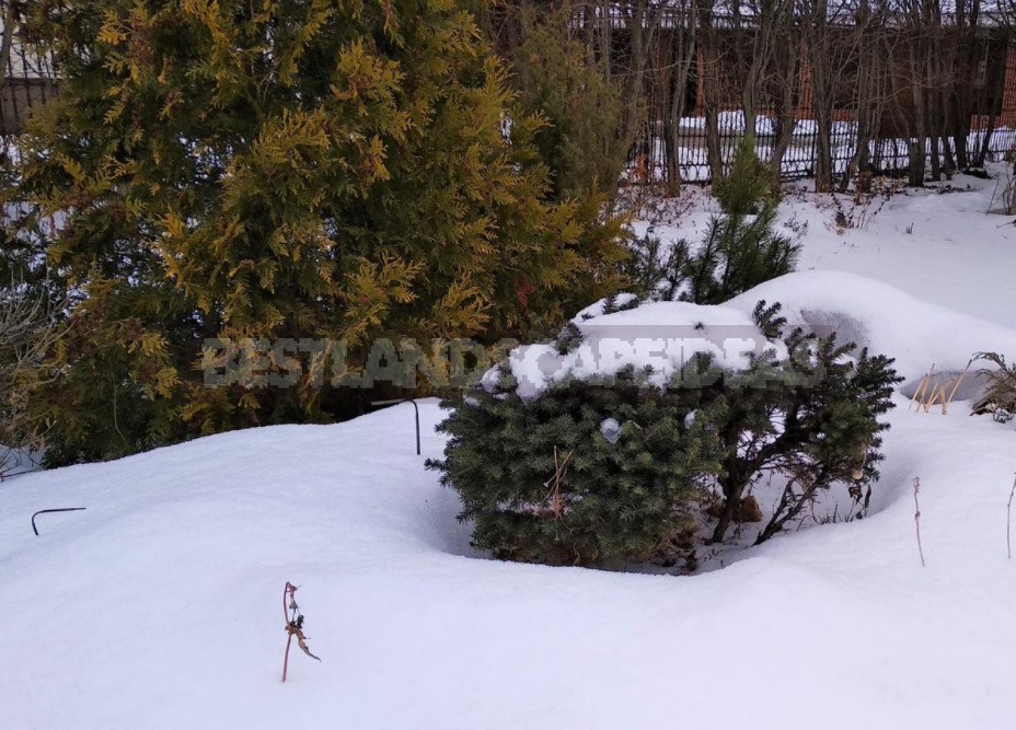 The Charm Of a Snow-Covered Garden: What Pleases Us In Winter