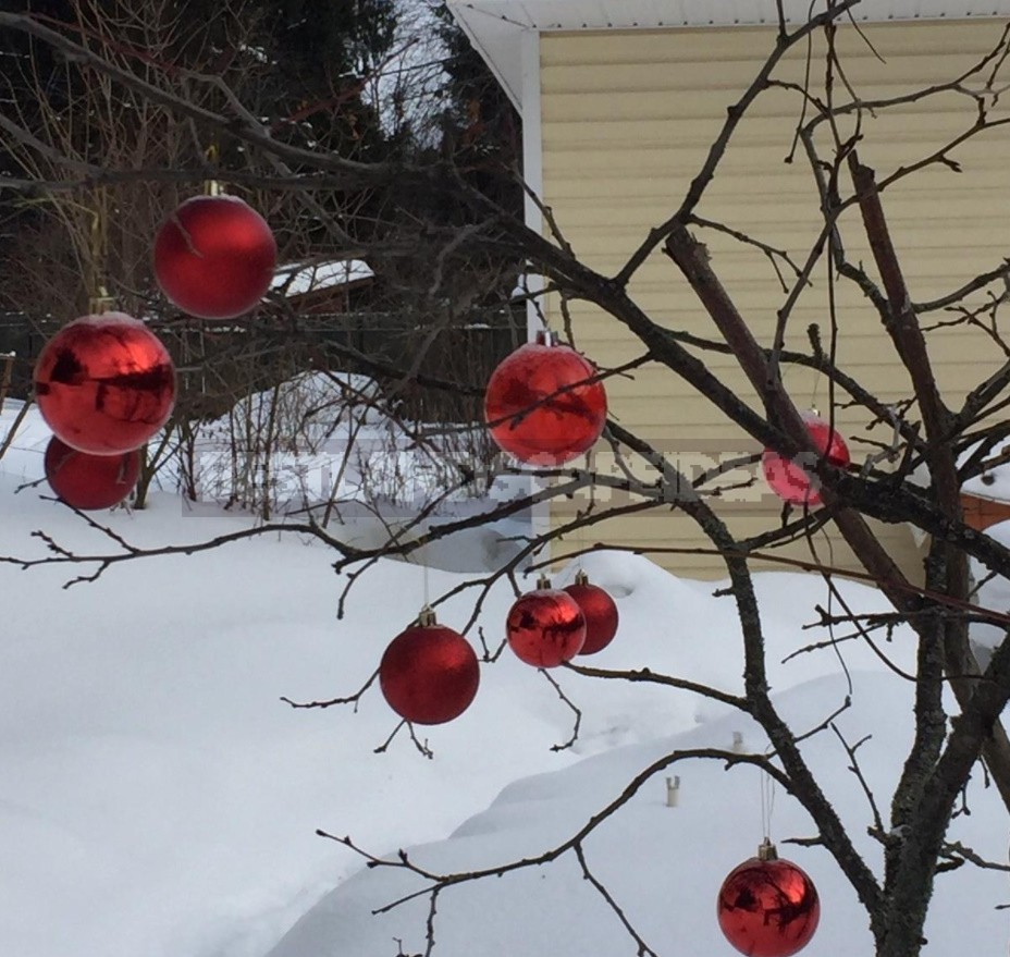 The Charm Of a Snow-Covered Garden: What Pleases Us In Winter