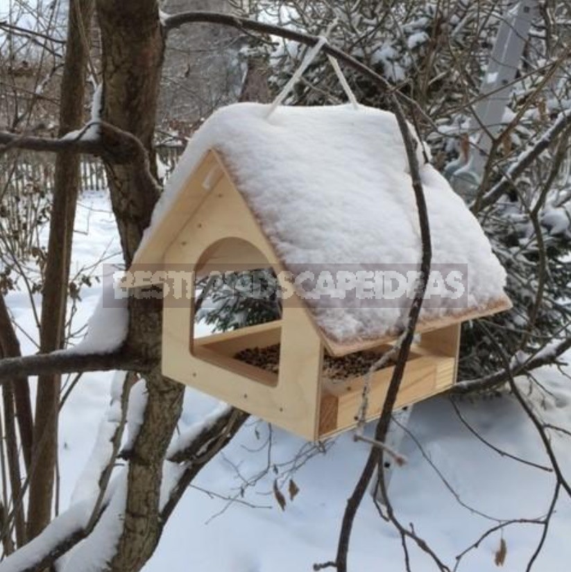 The Charm Of a Snow-Covered Garden: What Pleases Us In Winter