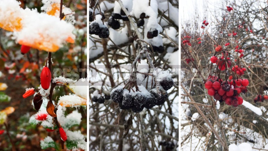 The Charm Of a Snow-Covered Garden: What Pleases Us In Winter