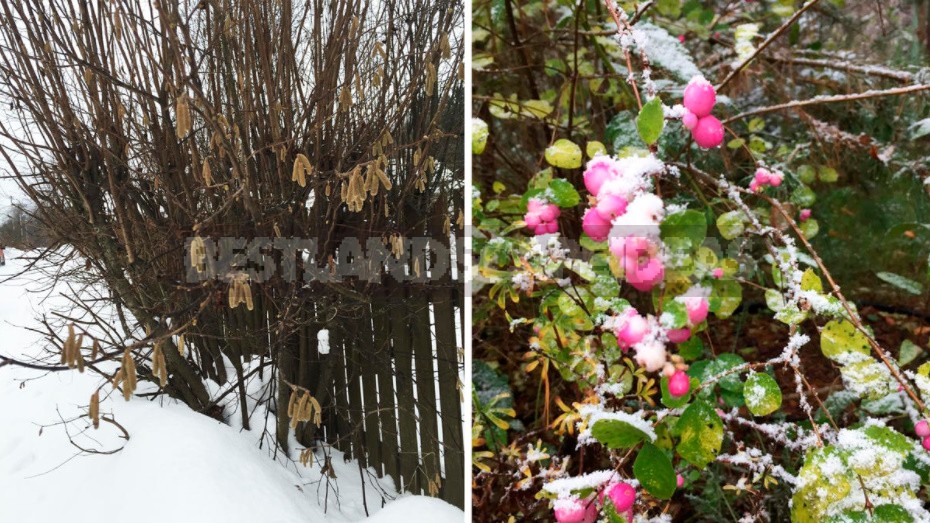 The Charm Of a Snow-Covered Garden: What Pleases Us In Winter