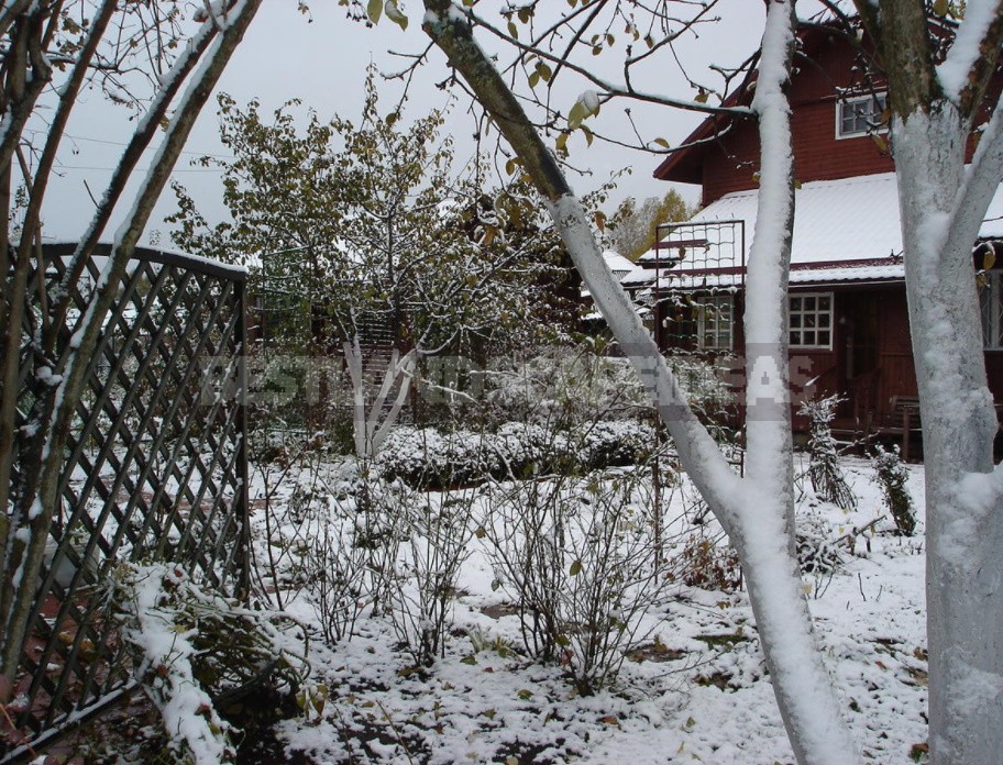 The Charm Of a Snow-Covered Garden: What Pleases Us In Winter