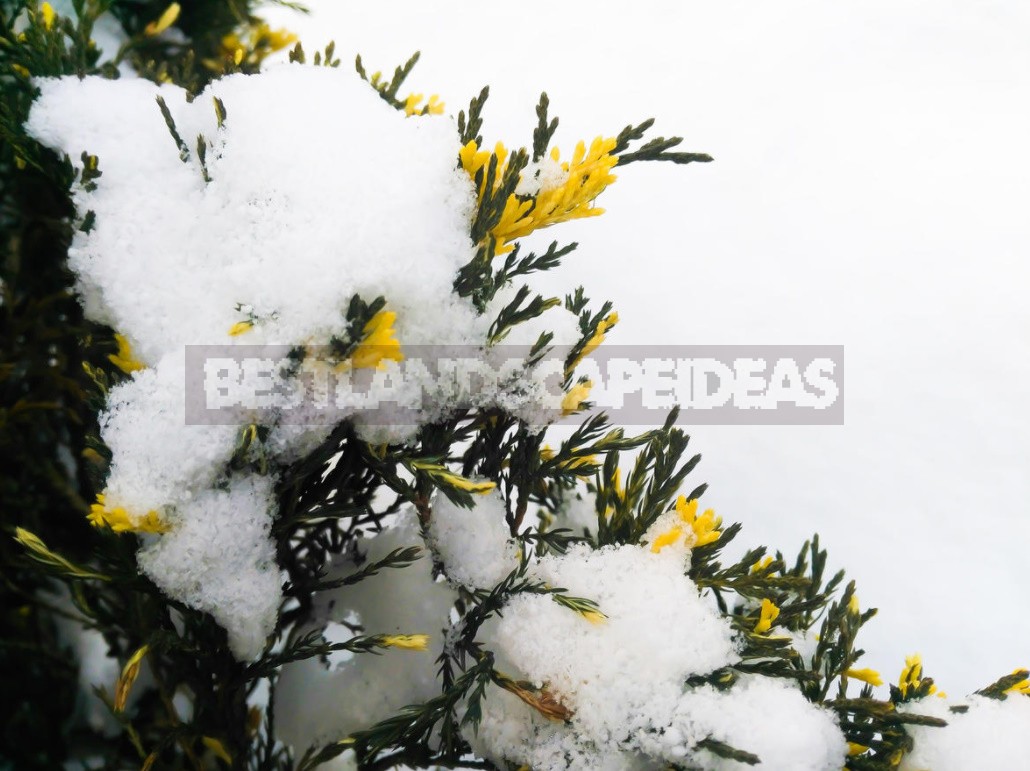 The Charm Of a Snow-Covered Garden: What Pleases Us In Winter