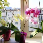 Top Dressing For Orchids From Banana Peel: 3 Simple Recipes