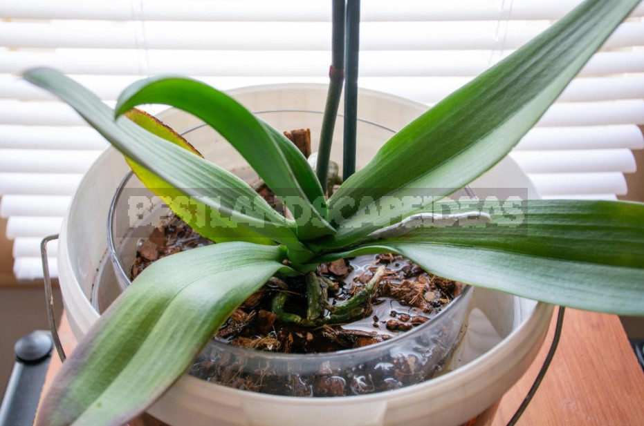 Top Dressing For Orchids From Banana Peel: 3 Simple Recipes