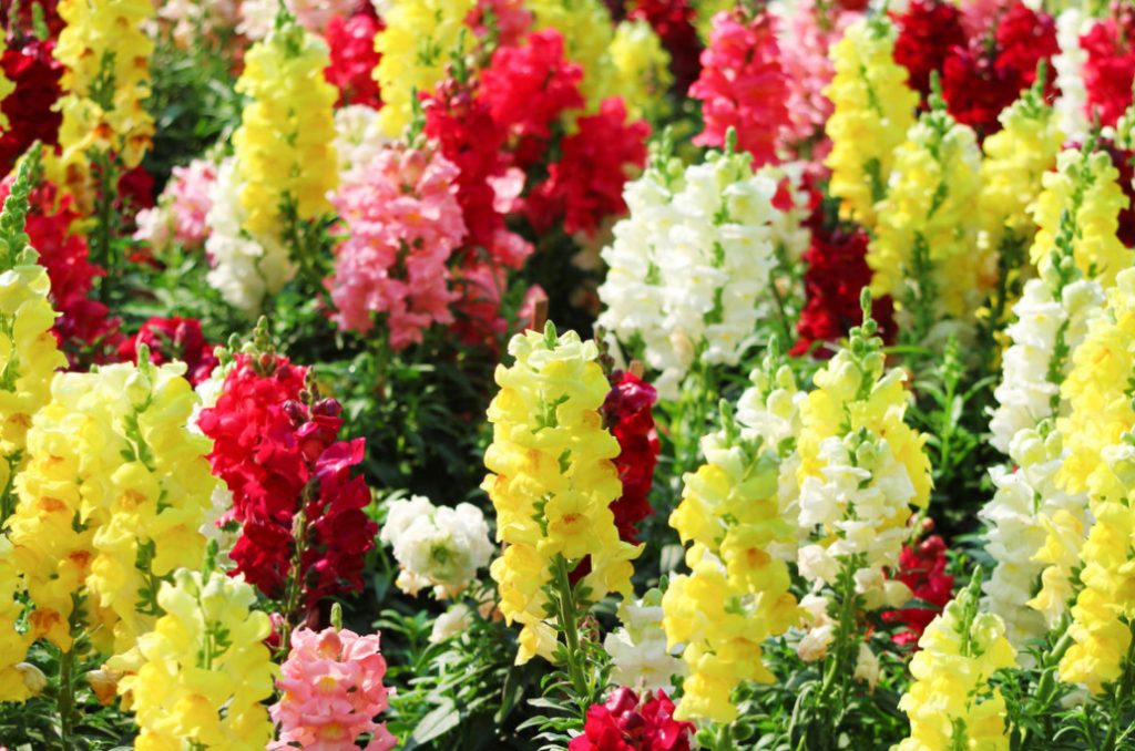 Unpretentious Plants For a Bright Flower Garden