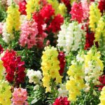 Unpretentious Plants For a Bright Flower Garden
