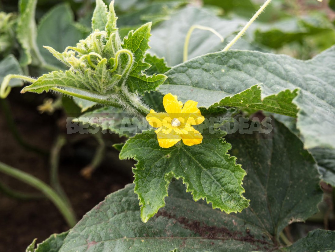 Useful Properties Of Cucumbers And Recommendations For Their Cultivation