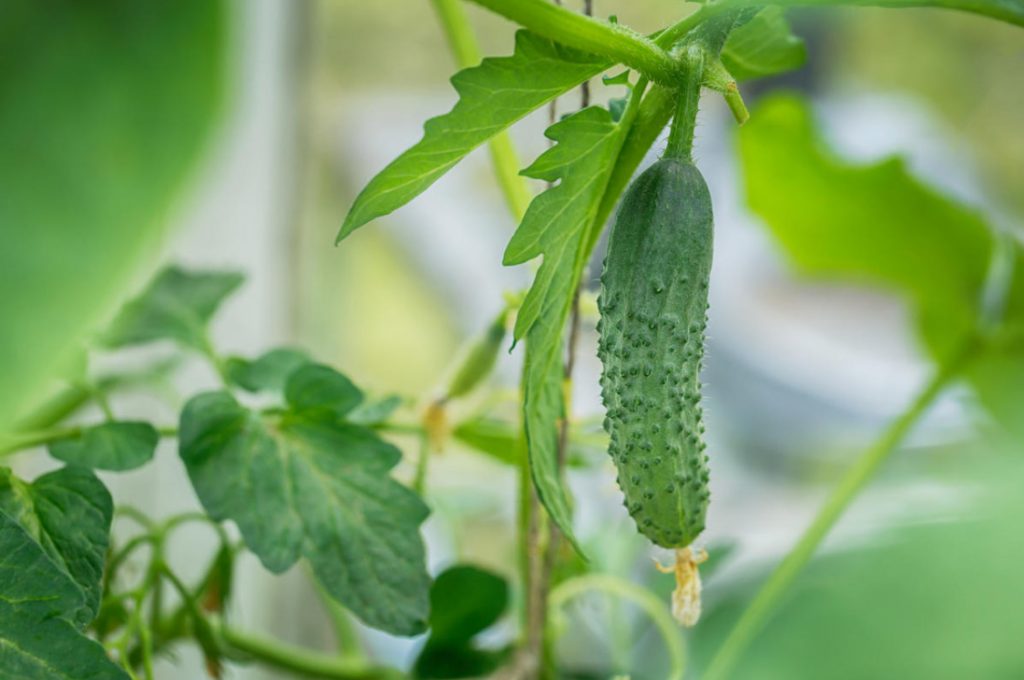 Useful Properties Of Cucumbers And Recommendations For Their Cultivation