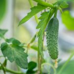 Useful Properties Of Cucumbers And Recommendations For Their Cultivation