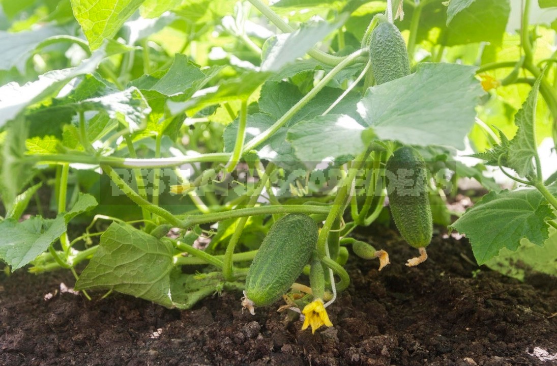 Useful Properties Of Cucumbers And Recommendations For Their Cultivation
